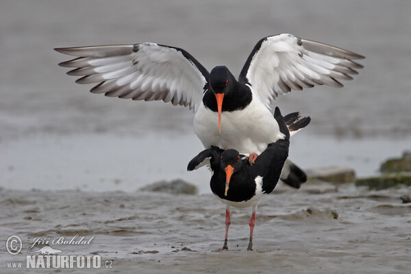 Common Oystercatcher (Haematopus ostralegus)