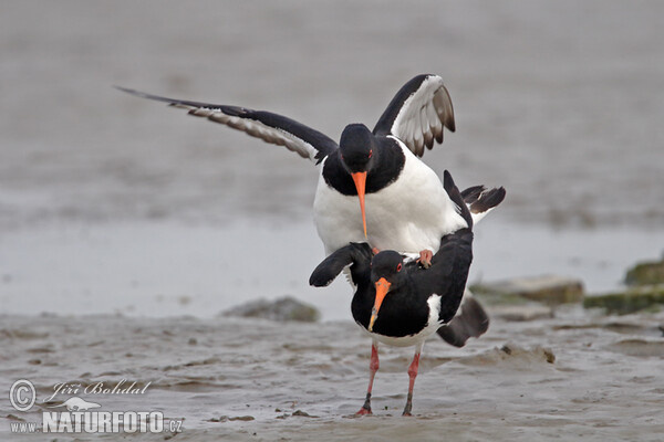 Common Oystercatcher (Haematopus ostralegus)