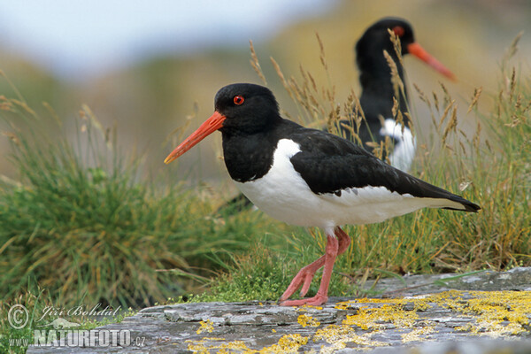 Common Oystercatcher (Haematopus ostralegus)