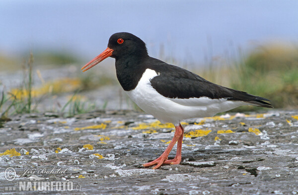 Common Oystercatcher (Haematopus ostralegus)