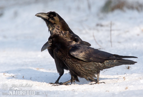 Common Raven (Corvus corax)