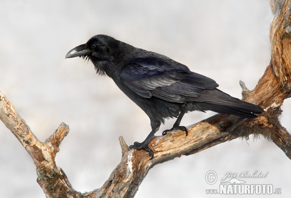 Common Raven (Corvus corax)