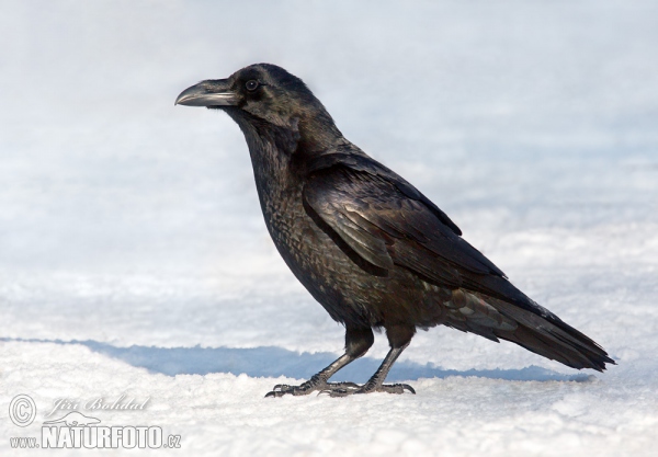 Common Raven (Corvus corax)