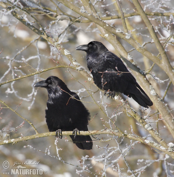 Common Raven (Corvus corax)