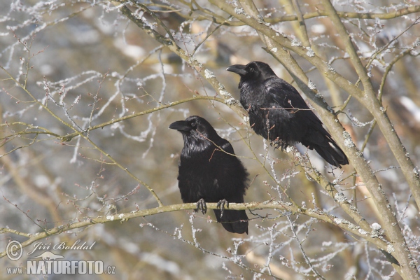 Common Raven (Corvus corax)