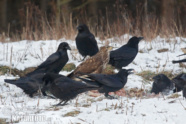 Common Raven (Corvus corax)