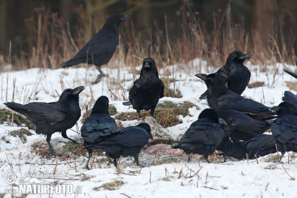 Common Raven (Corvus corax)