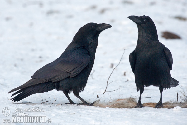 Common Raven (Corvus corax)