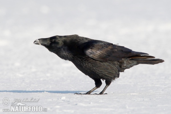 Common Raven (Corvus corax)