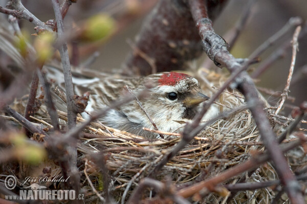 Common Redpoll (Carduelis flammea)