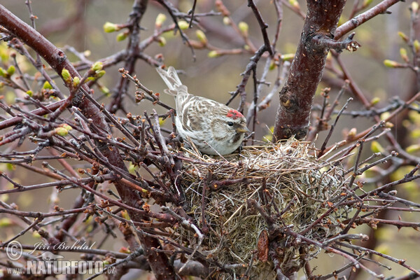 Common Redpoll (Carduelis flammea)