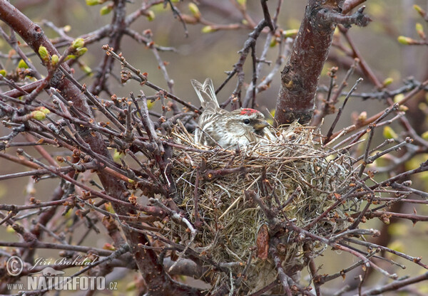 Common Redpoll (Carduelis flammea)