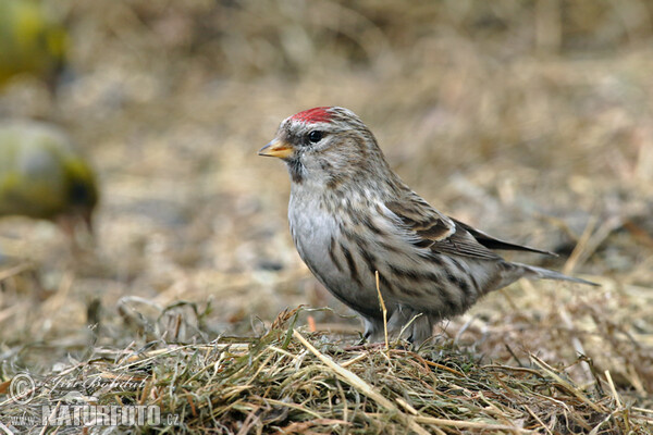 Common Redpoll (Carduelis flammea)