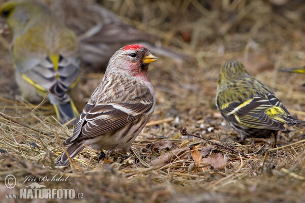 Common Redpoll (Carduelis flammea)