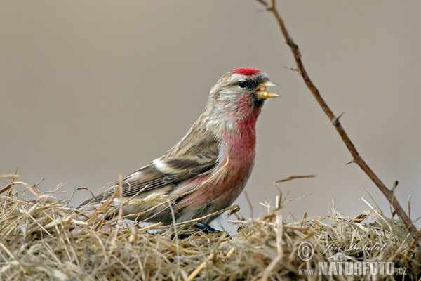 Common Redpoll (Carduelis flammea)