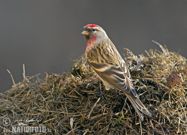 Common Redpoll (Carduelis flammea)