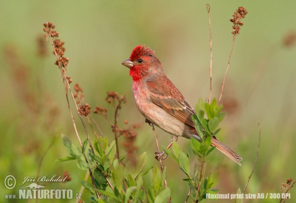 Common Rosefinch (Carpodacus erythrinus)