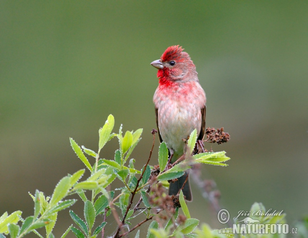 Common Rosefinch (Carpodacus erythrinus)