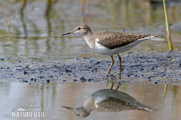 Common Sandpiper (Actitis hypoleucos)