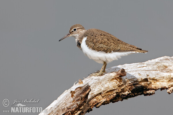 Common Sandpiper (Actitis hypoleucos)