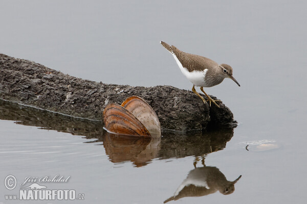 Common Sandpiper (Actitis hypoleucos)