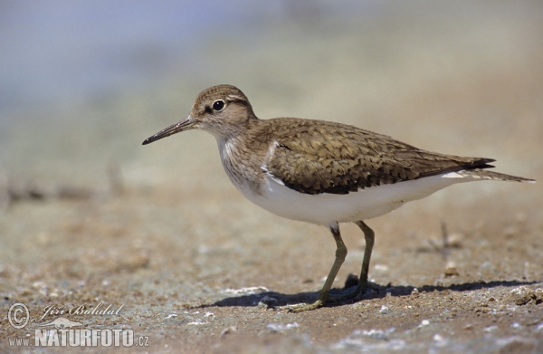 Common Sandpiper (Actitis hypoleucos)