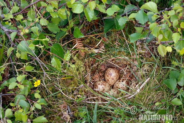 Common Sandpiper - Nest (Actitis hypoleucos)