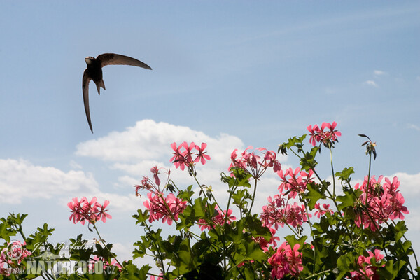 Common Swift (Apus apus)