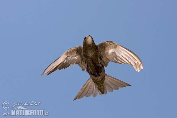 Common Swift (Apus apus)