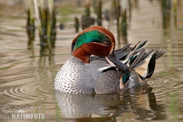 Common Teal (Anas crecca)