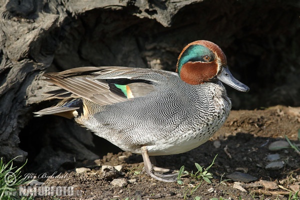 Common Teal (Anas crecca)