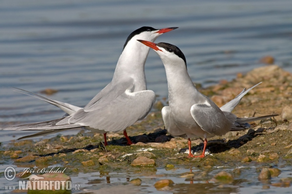 Common Tern (Sterna hirundo)