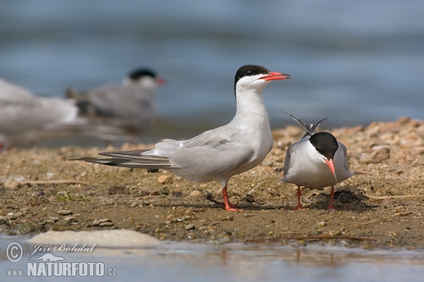 Common Tern (Sterna hirundo)