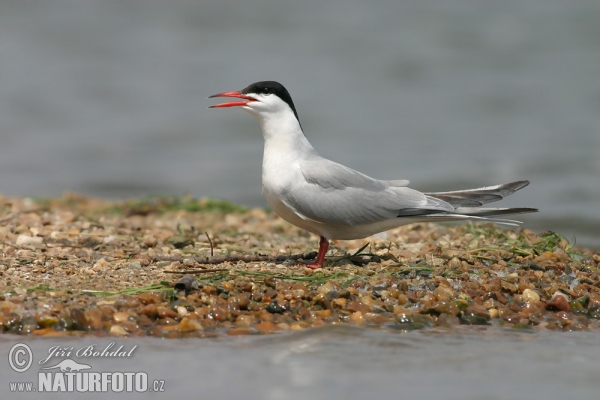 Common Tern (Sterna hirundo)