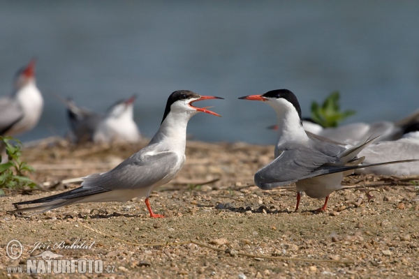 Common Tern (Sterna hirundo)