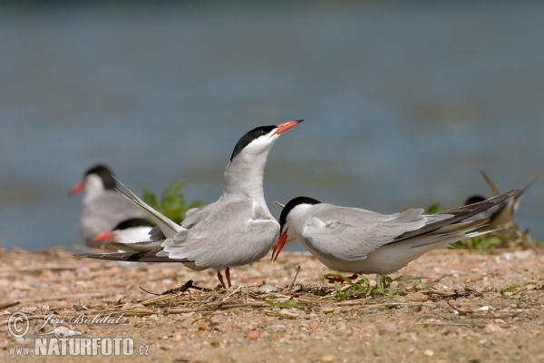 Common Tern (Sterna hirundo)