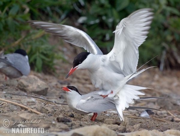 Common Tern (Sterna hirundo)