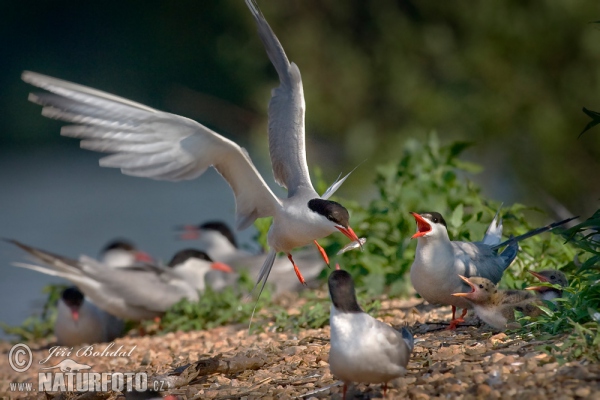 Common Tern (Sterna hirundo)