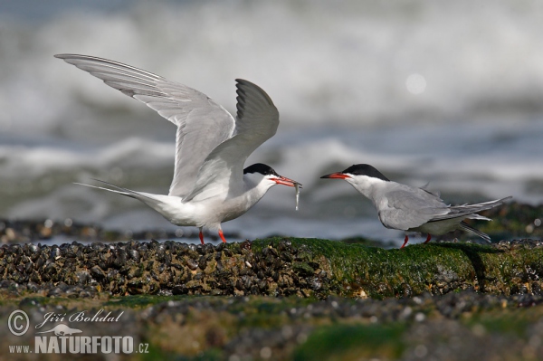 Common Tern (Sterna hirundo)