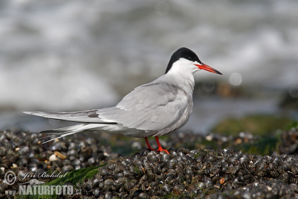 Common Tern (Sterna hirundo)