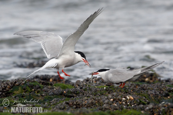 Common Tern (Sterna hirundo)