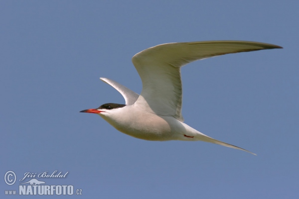 Common Tern (Sterna hirundo)