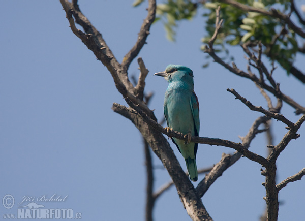 Coracias garrulus