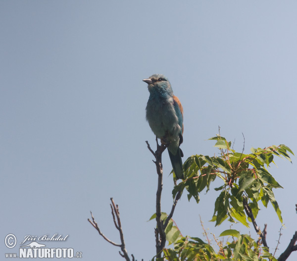 Coracias garrulus