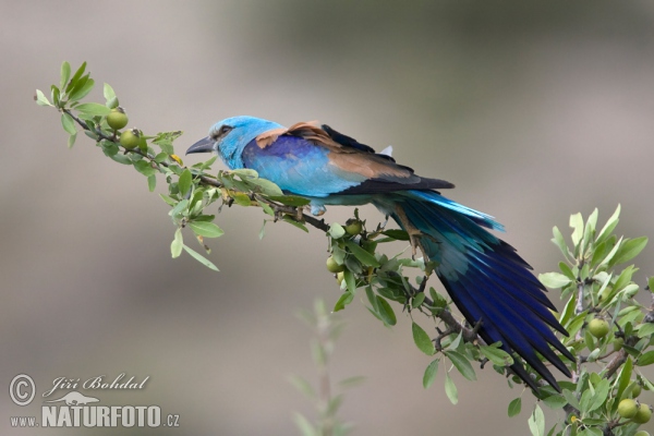 Coracias garrulus