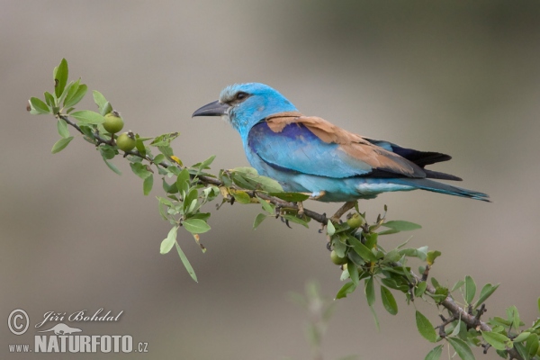 Coracias garrulus