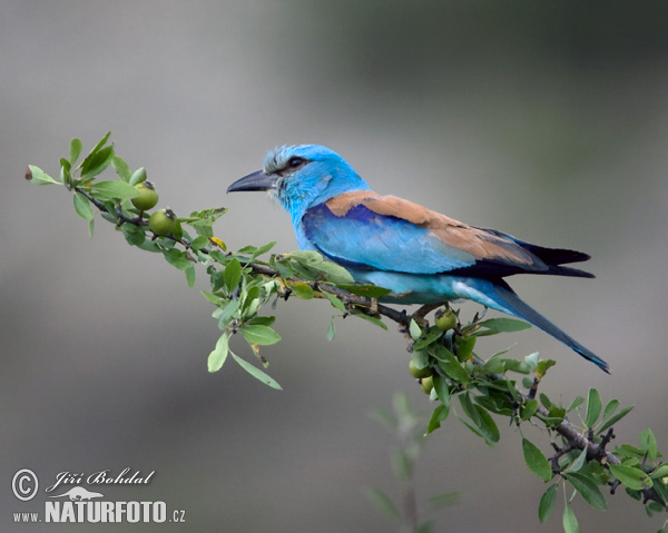 Coracias garrulus