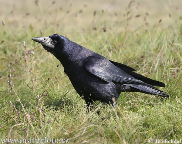 Corbeau freux