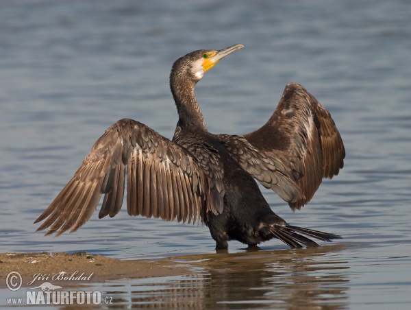 Cormorán grande