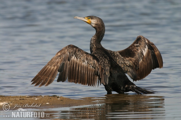 Cormorán grande